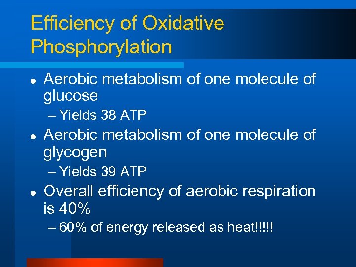 Efficiency of Oxidative Phosphorylation l Aerobic metabolism of one molecule of glucose – Yields