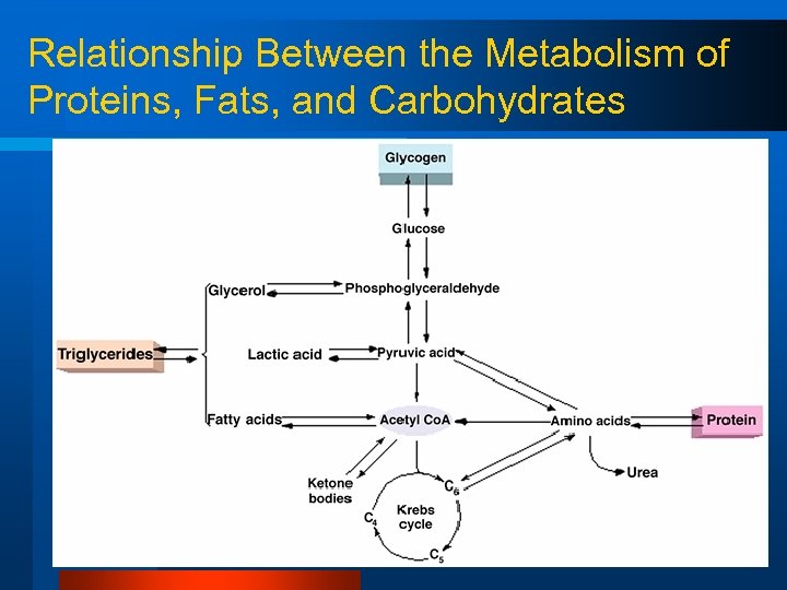 Relationship Between the Metabolism of Proteins, Fats, and Carbohydrates 