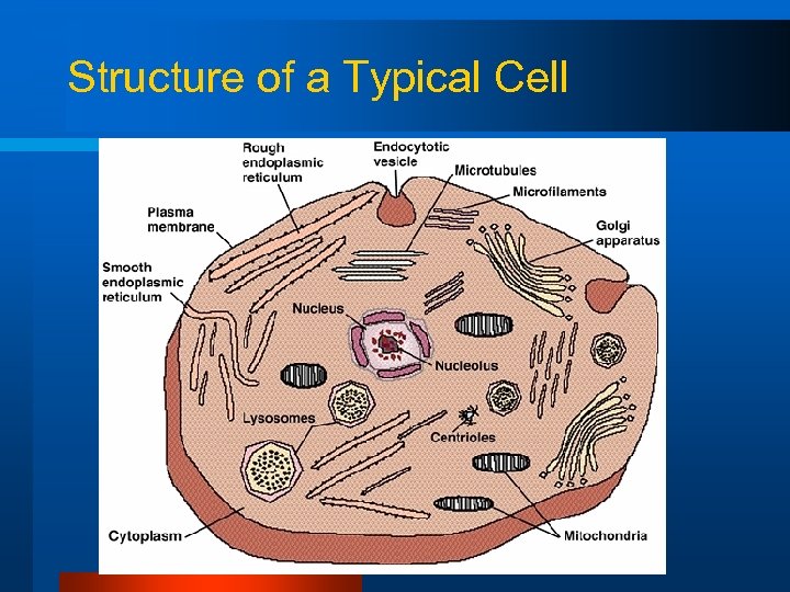 Structure of a Typical Cell 