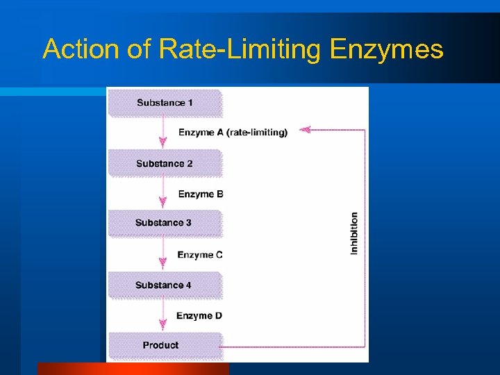 Action of Rate-Limiting Enzymes 