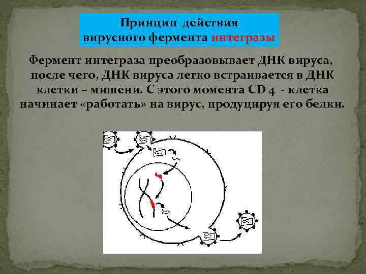 Принцип действия вирусного фермента интегразы Фермент интеграза преобразовывает ДНК вируса, после чего, ДНК вируса