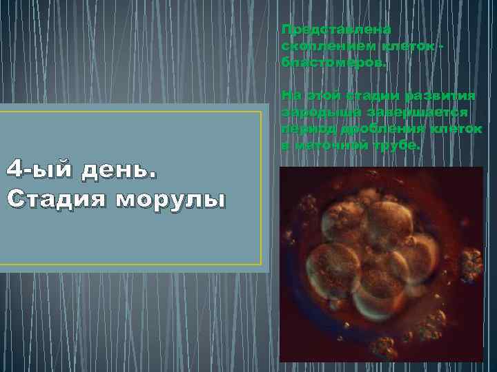 Представлена скоплением клеток бластомеров. 4 -ый день. Стадия морулы На этой стадии развития зародыша