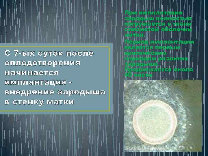 С 7 -ых суток после оплодотворения начинается имплантация внедрение зародыша в стенку матки При