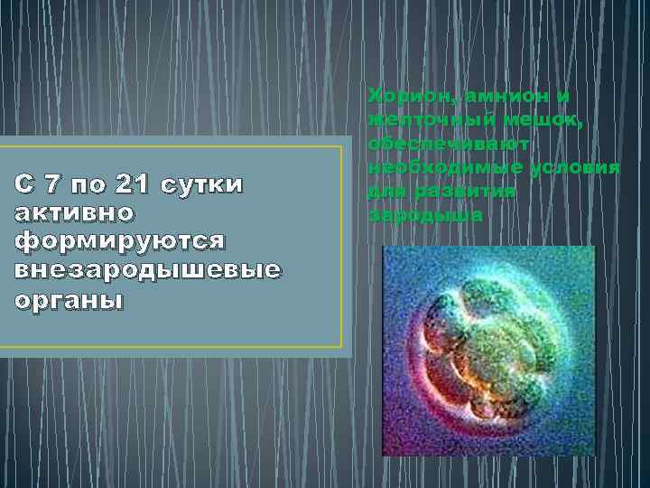 С 7 по 21 сутки активно формируются внезародышевые органы Хорион, амнион и желточный мешок,