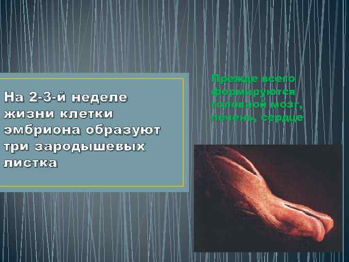 На 2 -3 -й неделе жизни клетки эмбриона образуют три зародышевых листка Прежде всего