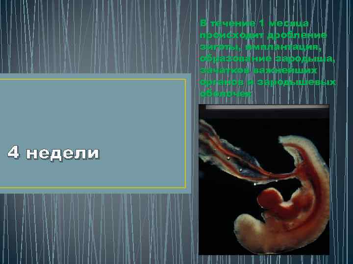 В течение 1 месяца происходит дробление зиготы, имплантация, образование зародыша, зачатков важнейших органов и