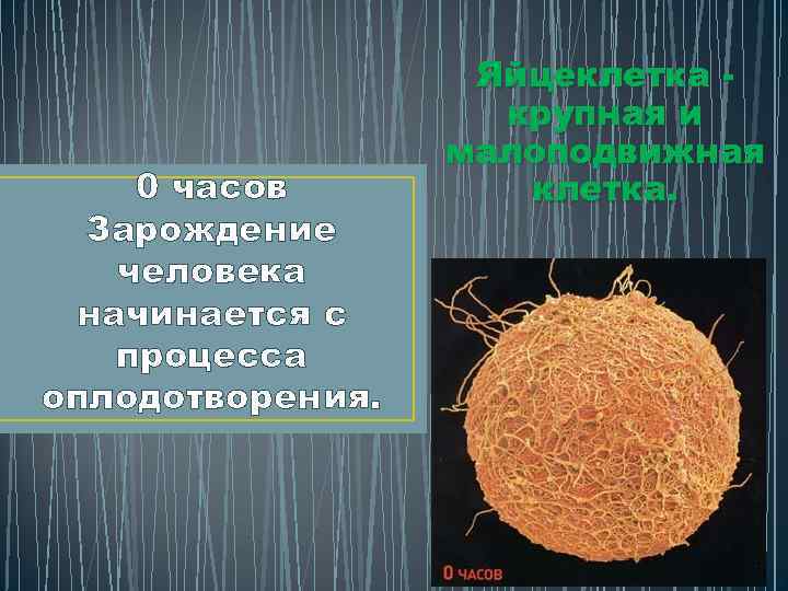 0 часов Зарождение человека начинается с процесса оплодотворения. Яйцеклетка крупная и малоподвижная клетка. 