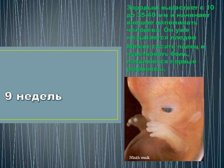 Зародыш вырастает с 10 до 35 -40 мм и начинает внешне напоминать человека. Он