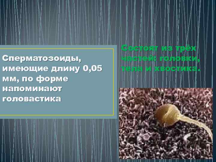 Сперматозоиды, имеющие длину 0, 05 мм, по форме напоминают головастика Состоят из трёх частей: