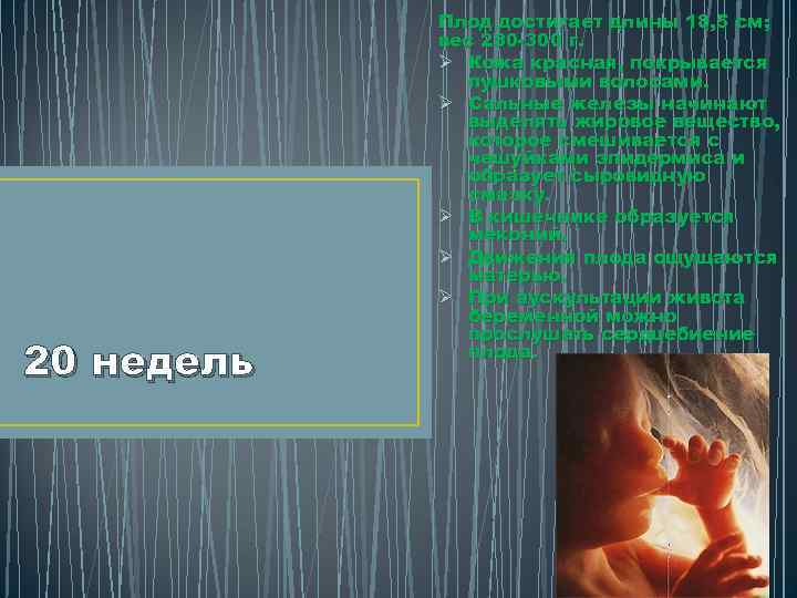 20 недель Плод достигает длины 18, 5 см; вес 280 -300 г. Ø Кожа