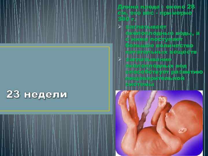 23 недели Длина плода - около 28 см, его вес - примерно 390 г.