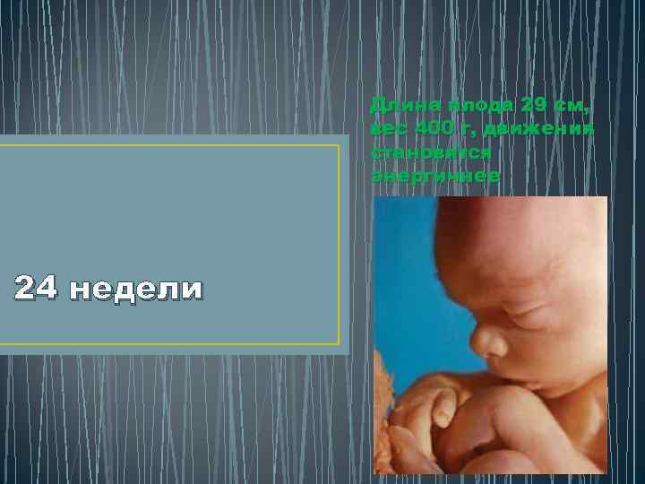 Длина плода 29 см, вес 400 г, движения становятся энергичнее 24 недели 