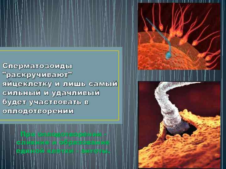 Сперматозоиды "раскручивают" яйцеклетку и лишь самый сильный и удачливый будет участвовать в оплодотворении При