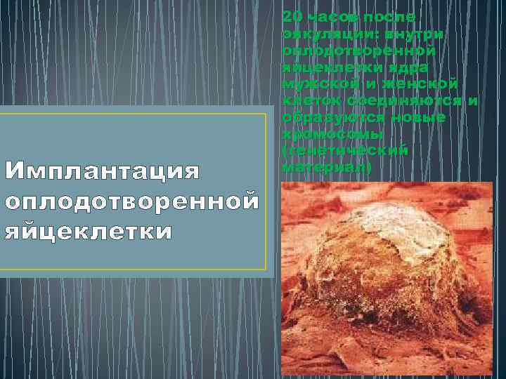 Имплантация оплодотворенной яйцеклетки 20 часов после эякуляции: внутри оплодотворенной яйцеклетки ядра мужской и женской