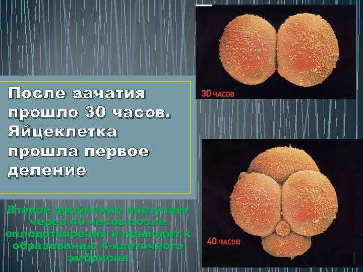 После оплодотворения