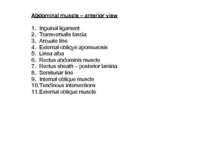 Abdominal muscle – anterior view 1. Inguinal ligament 2. Transversalis fascia 3. Arcuate line