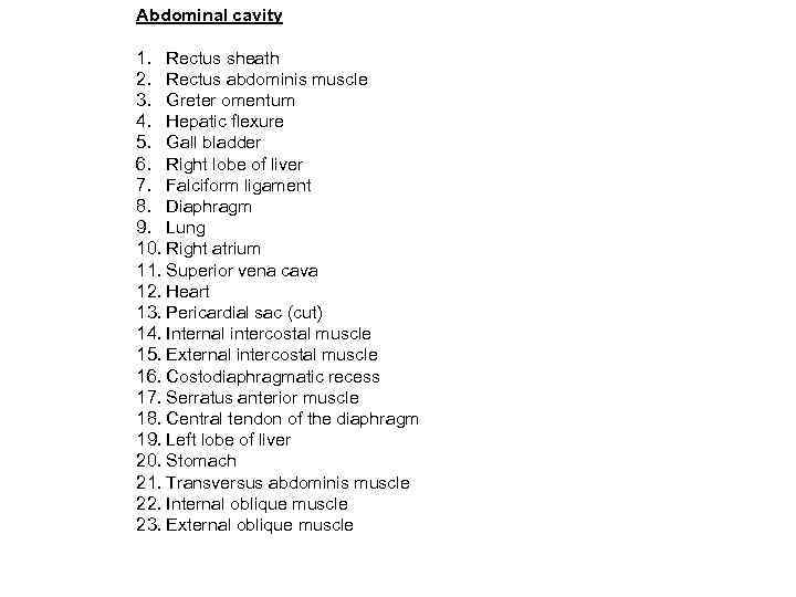 Abdominal cavity 1. Rectus sheath 2. Rectus abdominis muscle 3. Greter omentum 4. Hepatic