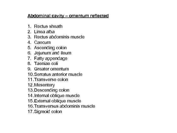 Abdominal cavity – omentum reflected 1. Rectus sheath 2. Linea alba 3. Rectus abdominis