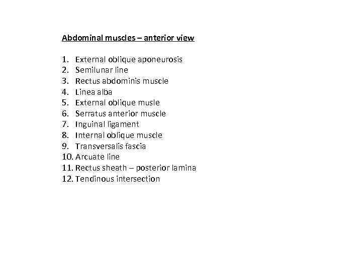 Abdominal muscles – anterior view 1. External oblique aponeurosis 2. Semilunar line 3. Rectus