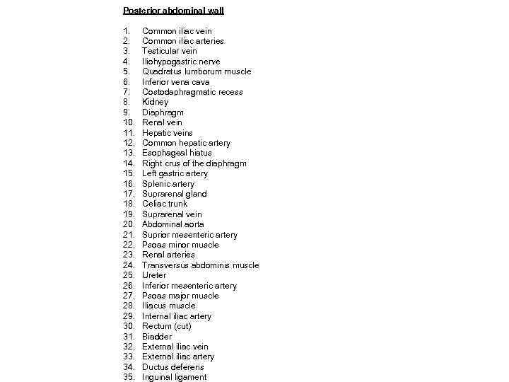 Posterior abdominal wall 1. 2. 3. 4. 5. 6. 7. 8. 9. 10. 11.