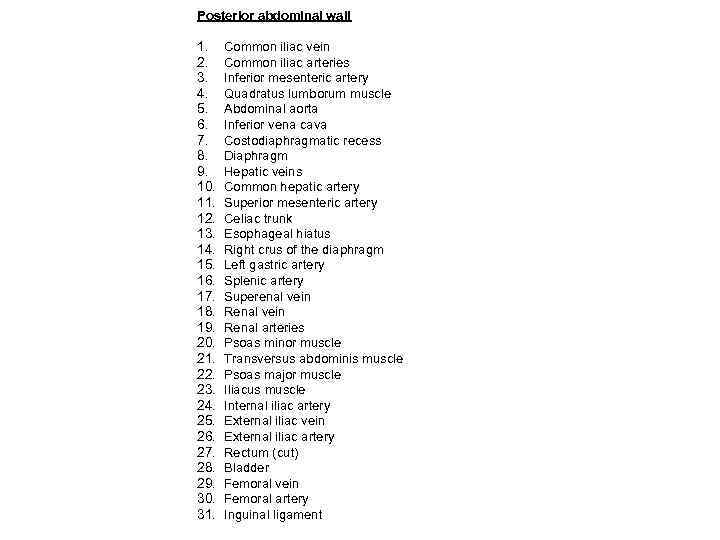 Posterior abdominal wall 1. 2. 3. 4. 5. 6. 7. 8. 9. 10. 11.