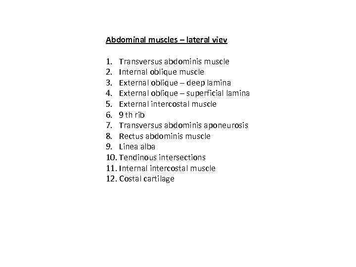 Abdominal muscles – lateral viev 1. Transversus abdominis muscle 2. Internal oblique muscle 3.