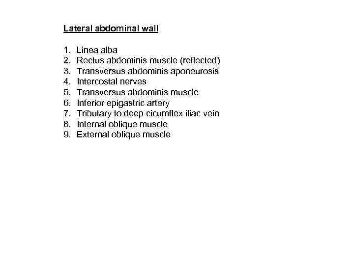 Lateral abdominal wall 1. 2. 3. 4. 5. 6. 7. 8. 9. Linea alba