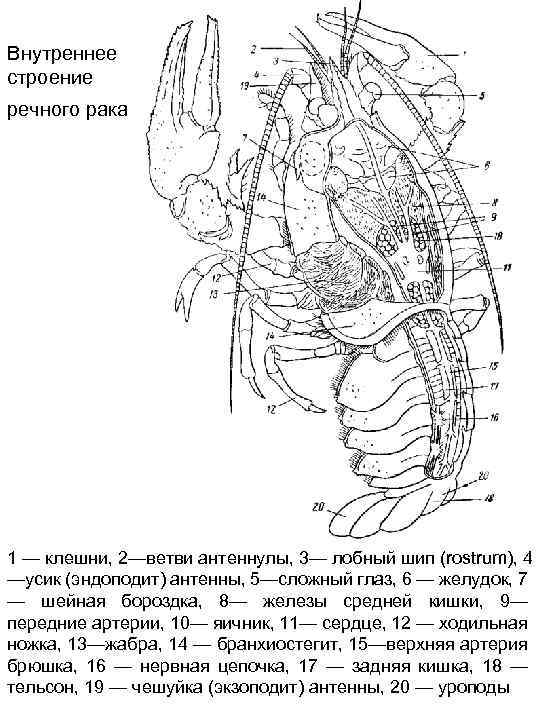 Внутреннее строение речного рака 1 — клешни, 2—ветви антеннулы, 3— лобный шип (rostrum), 4