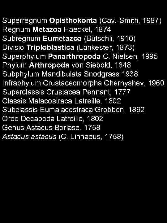 Superregnum Opisthokonta (Cav. -Smith, 1987) Regnum Metazoa Haeckel, 1874 Subregnum Eumetazoa (Bütschli, 1910) Divisio
