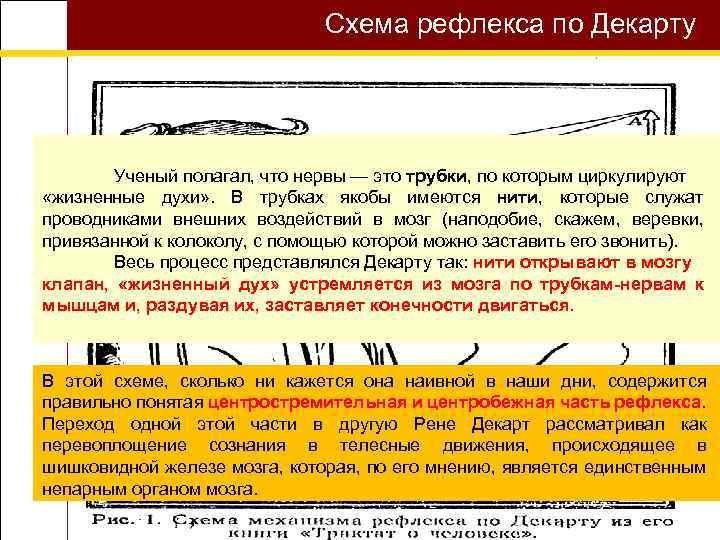 Схема рефлекса по Декарту Ученый полагал, что нервы — это трубки, по которым циркулируют