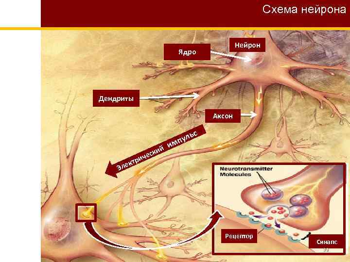 Схема нейрона Нейрон Ядро Дендриты Аксон ий еск ьс пул м и ч ри
