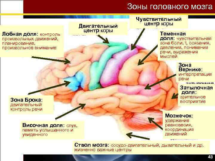 Зоны головного мозга Двигательный центр коры Лобная доля: контроль произвольных движений, планирование, произвольное внимание