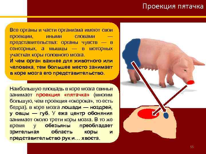 Проекция пятачка Все органы и части организма имеют свои проекции, иными словами — представительства: