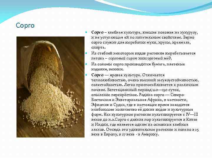 Сорго – хлебная культура, внешне похожая на кукурузу, и не уступающая ей по питательным