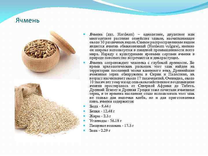 Ячмень Ячмень (лат. Hordeum) – однолетнее, двулетнее или многолетнее растение семейства злаков, насчитывающее около