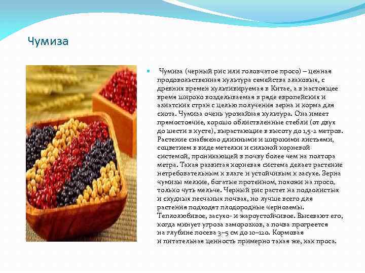 Чумиза (черный рис или головчатое просо) – ценная продовольственная культура семейства злаковых, с древних