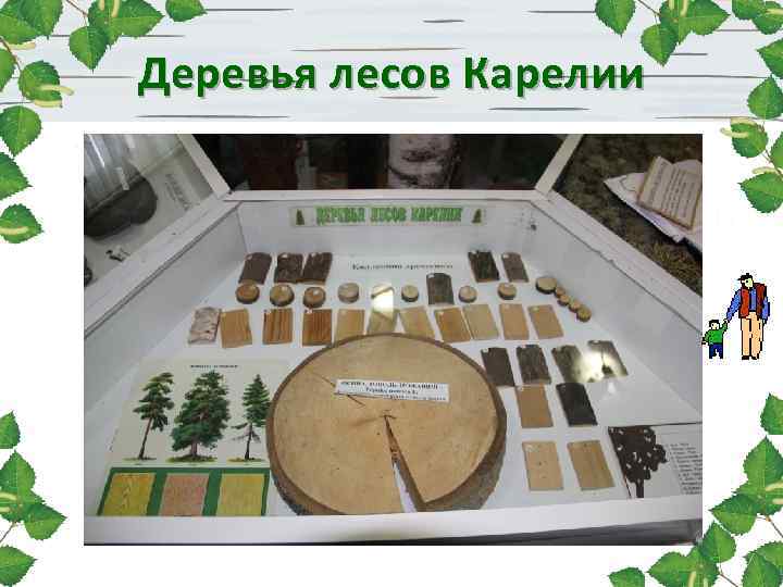 Деревья лесов Карелии 