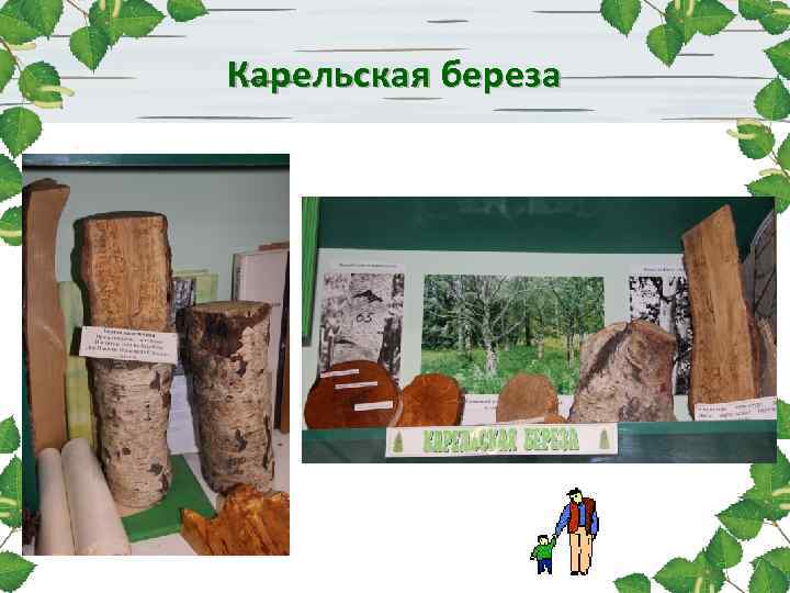 Карельская береза 