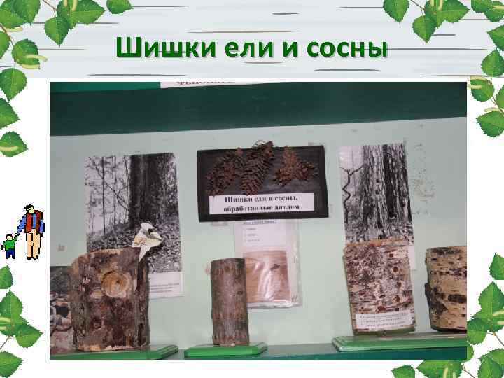 Шишки ели и сосны 