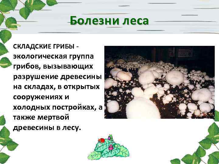 Болезни леса СКЛАДСКИЕ ГРИБЫ - экологическая группа грибов, вызывающих разрушение древесины на складах, в