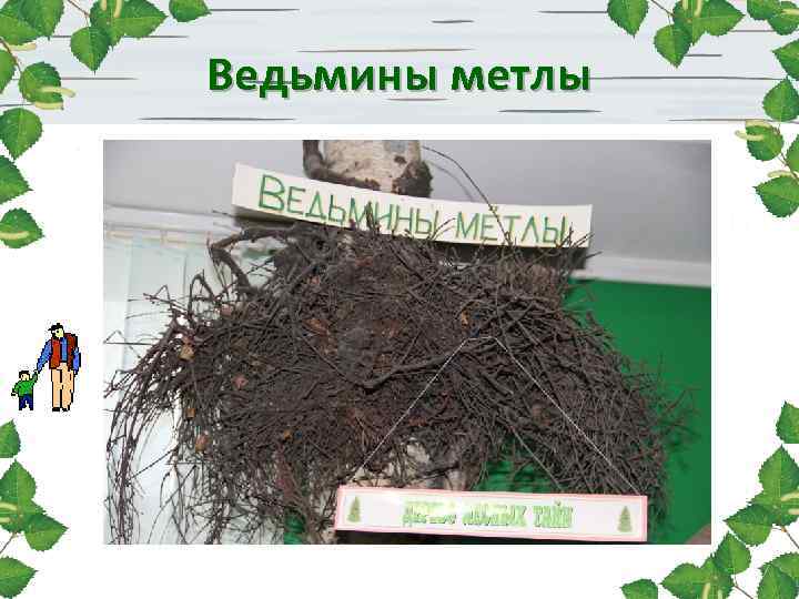 Ведьмины метлы 