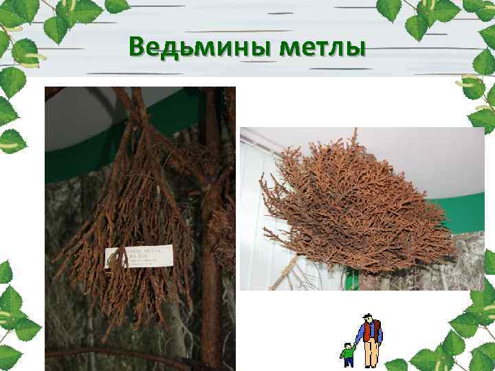 Ведьмины метлы 