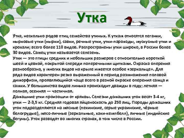 Утка У тка, несколько родов птиц семейства утиных. К уткам относятся пеганки, нырковые утки