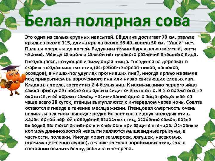 Белая полярная сова Это одна из самых крупных неясытей. Её длина достигает 70 см,