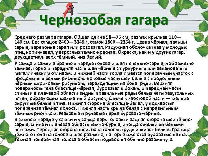 Чернозобая гагара Среднего размера гагара. Общая длина 58— 75 см, размах крыльев 110— 140