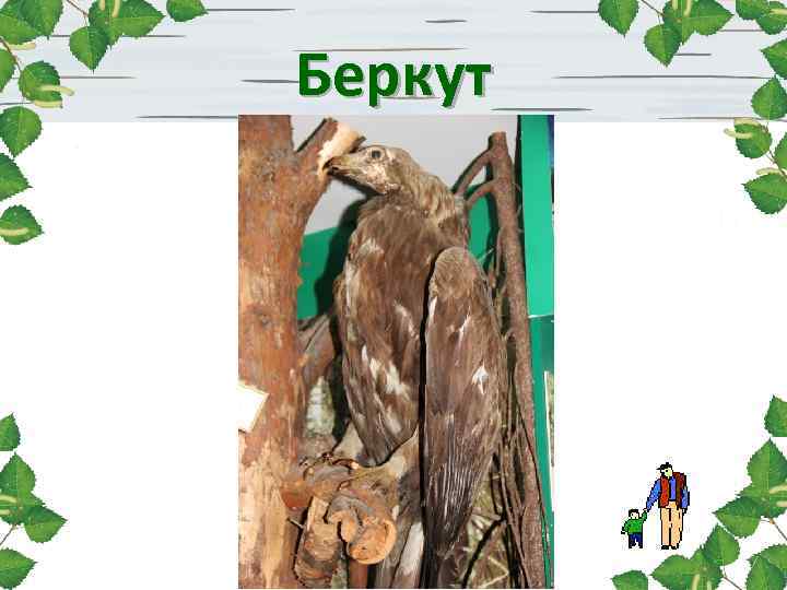 Беркут 