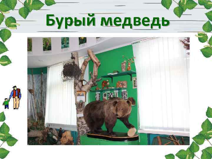  Бурый медведь 