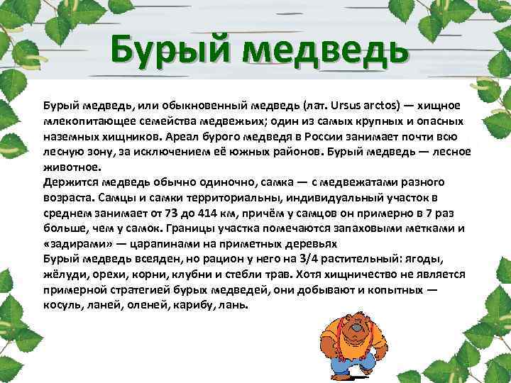  Бурый медведь, или обыкновенный медведь (лат. Ursus arctos) — хищное млекопитающее семейства медвежьих;