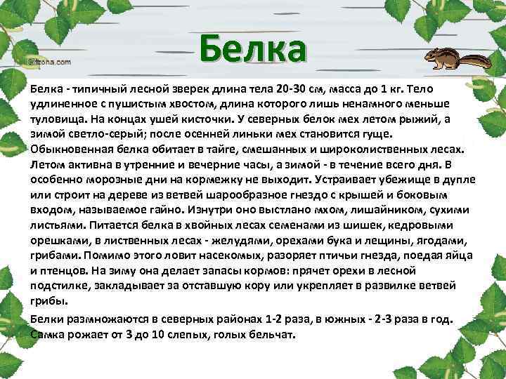 Белка - типичный лесной зверек длина тела 20 -30 см, масса до 1 кг.