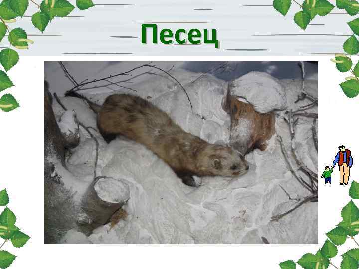 Песец 